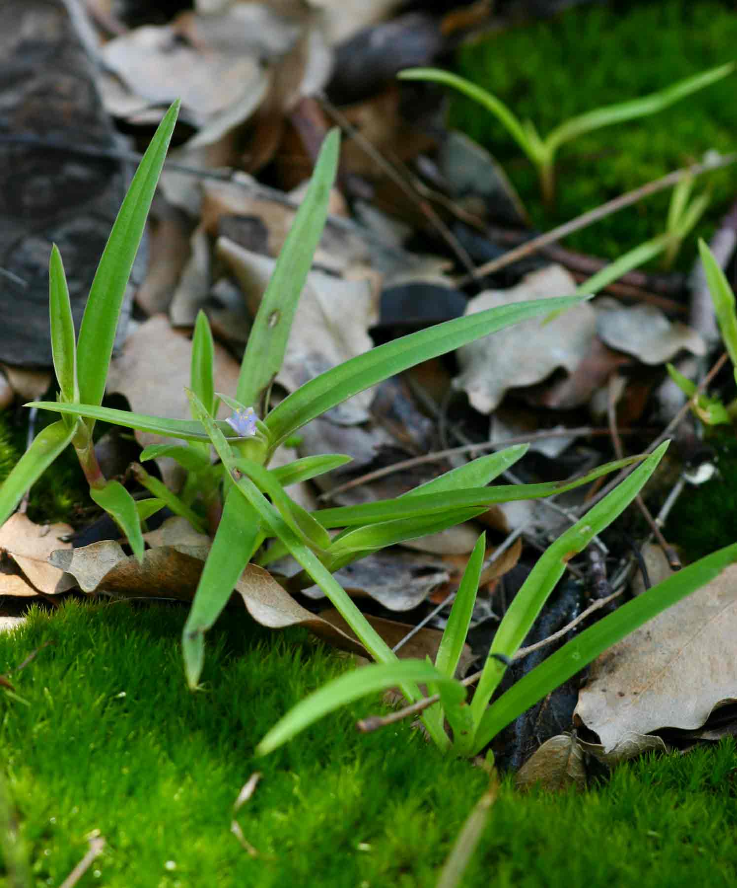 Cyanotis lanata Cyanotis lanata