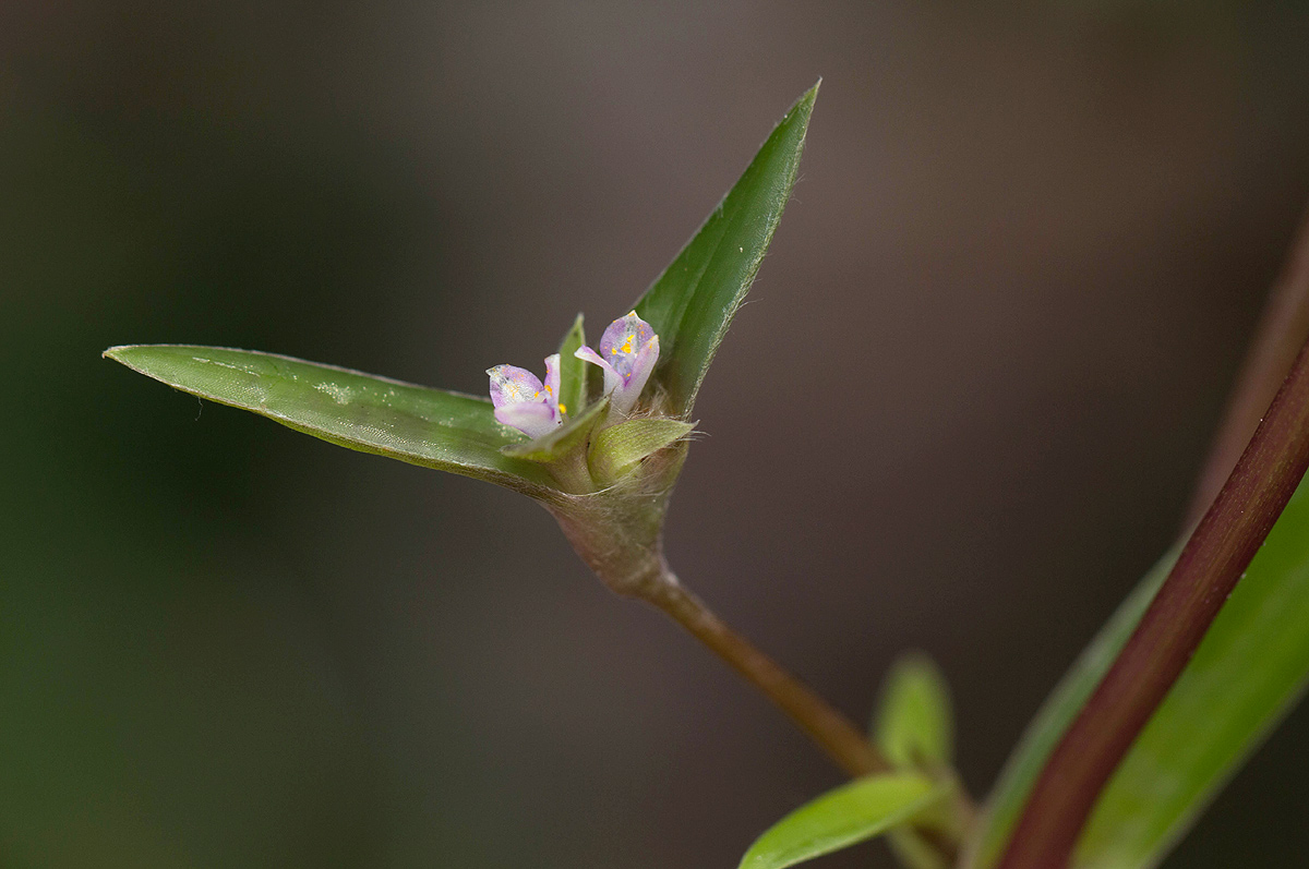 Cyanotis lanata Cyanotis lanata