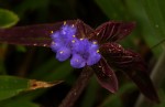 Cyanotis longifolia