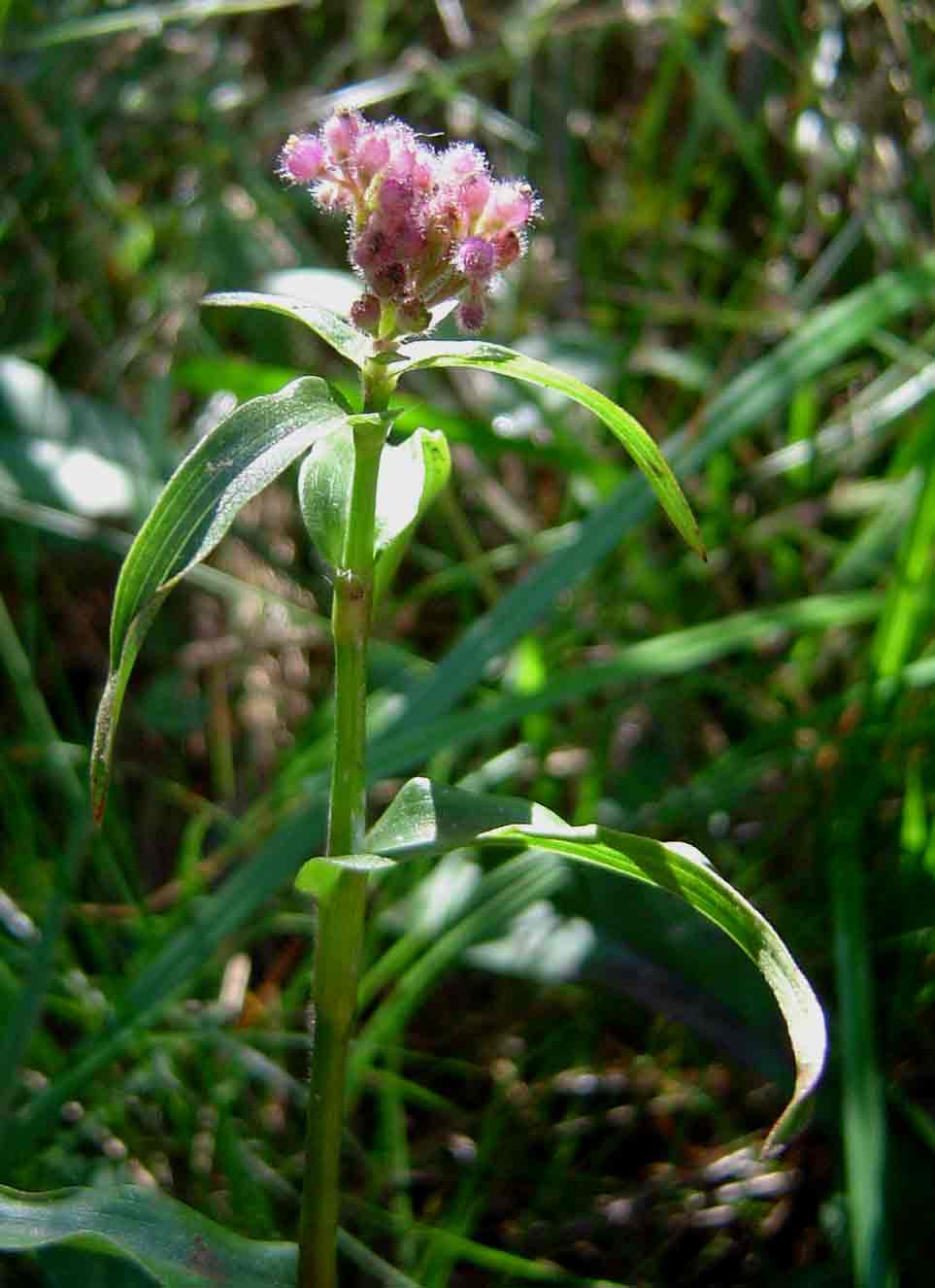 Floscopa glomerata subsp. glomerata Floscopa glomerata subsp. glomerata