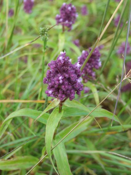 Floscopa glomerata subsp. glomerata