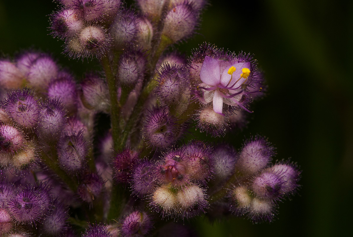 Floscopa glomerata subsp. glomerata
