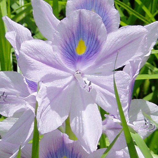 Pontederia crassipes Pontederia crassipes
