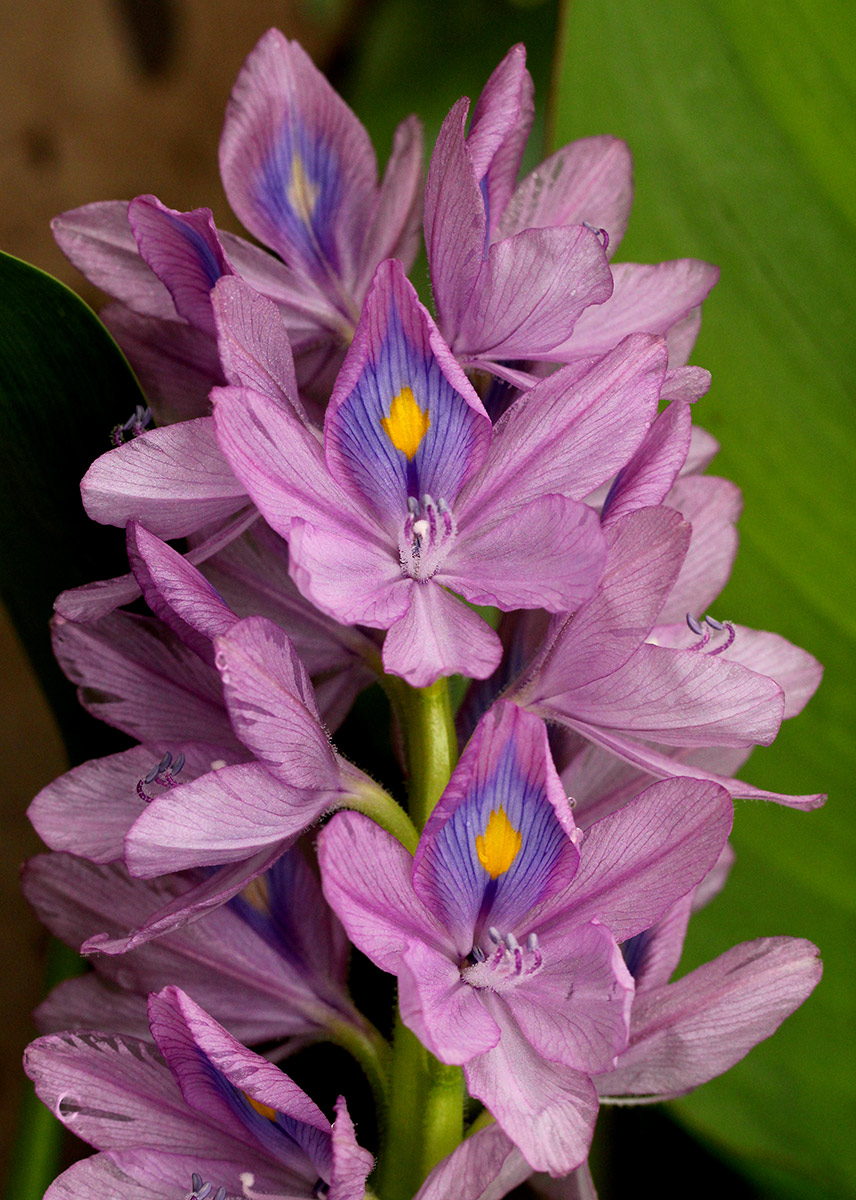 Pontederia crassipes Pontederia crassipes