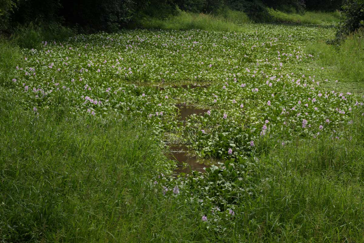 Pontederia crassipes Pontederia crassipes