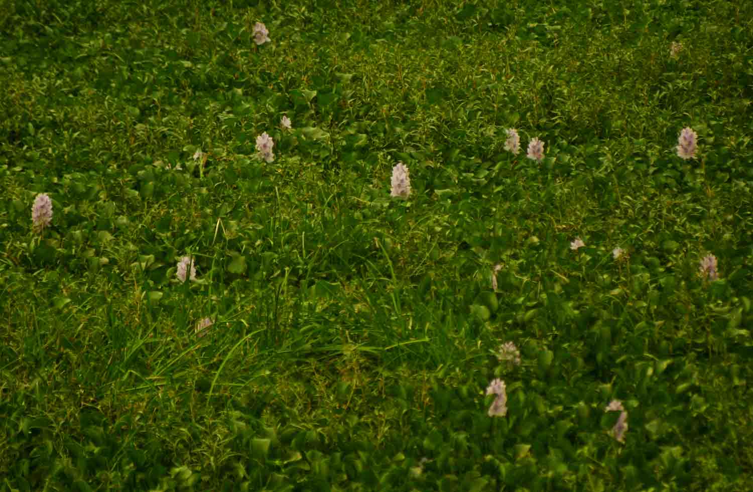 Pontederia crassipes