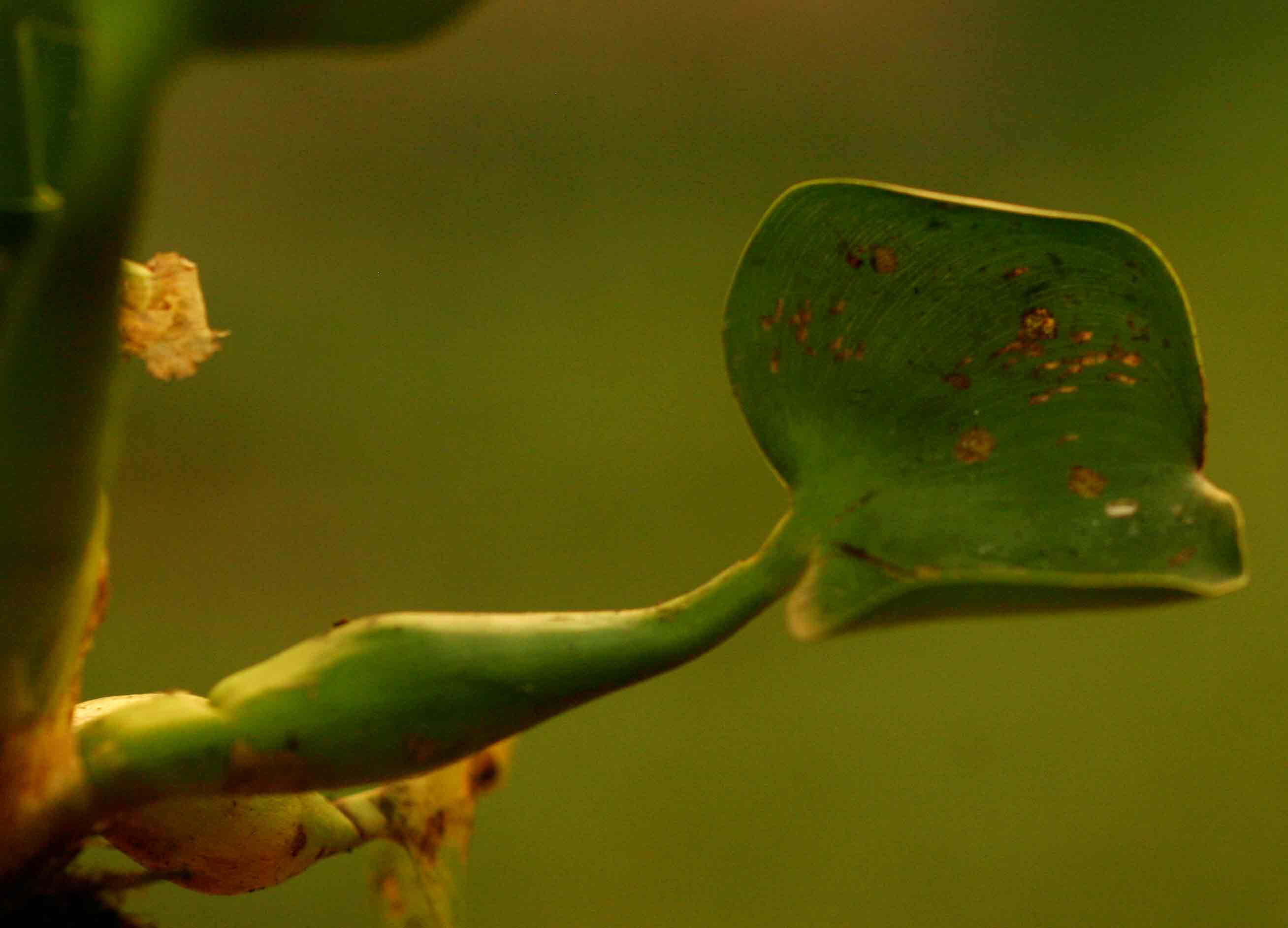 Pontederia crassipes
