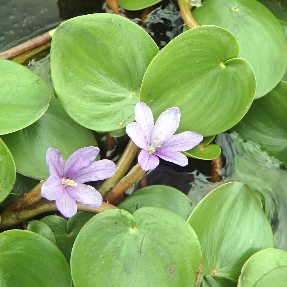 Pontederia natans Pontederia natans