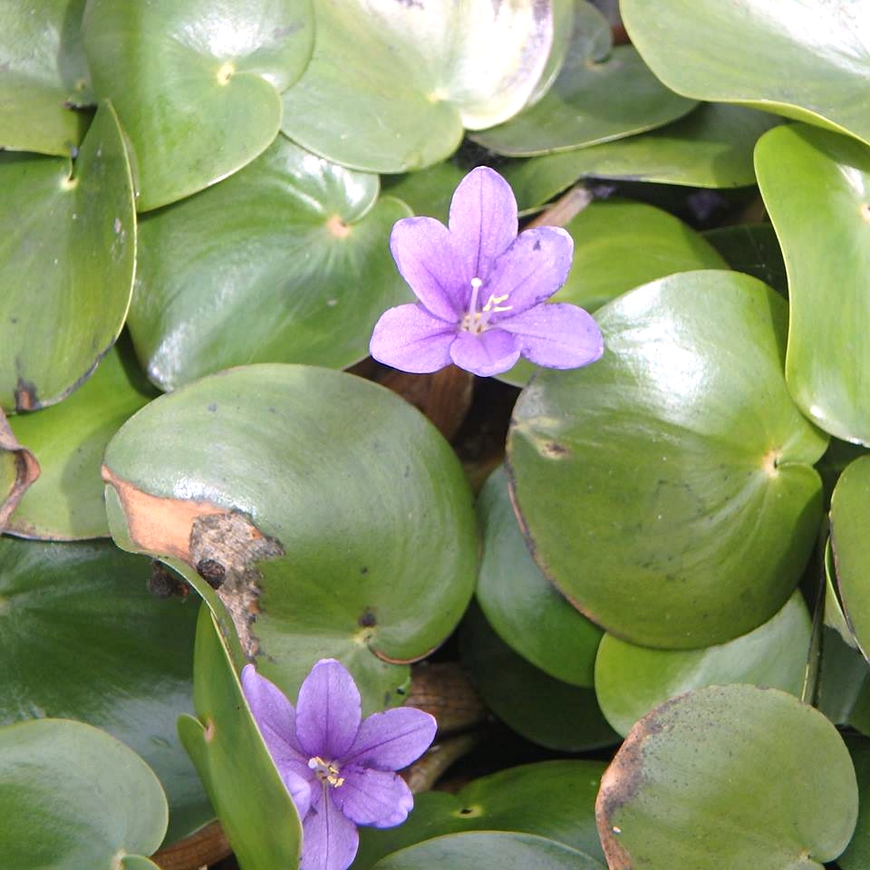 Pontederia natans Pontederia natans