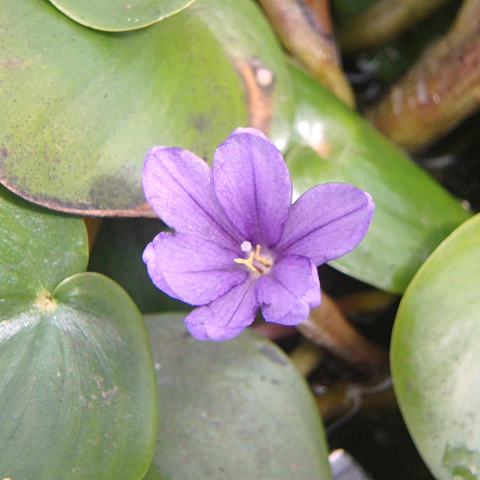 Pontederia natans Pontederia natans