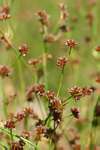 Juncus oxycarpus