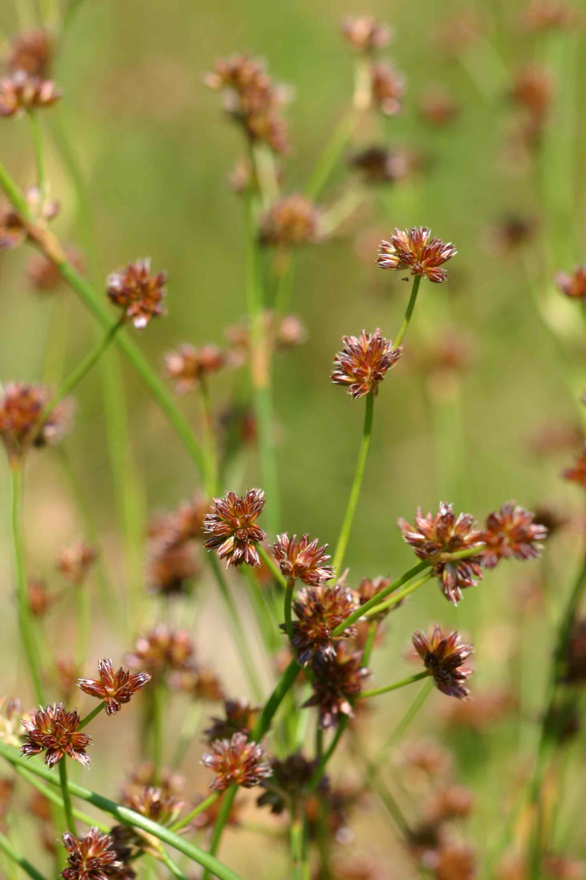 Juncus oxycarpus Juncus oxycarpus