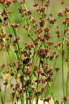Juncus oxycarpus