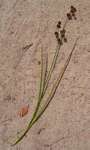 Juncus oxycarpus