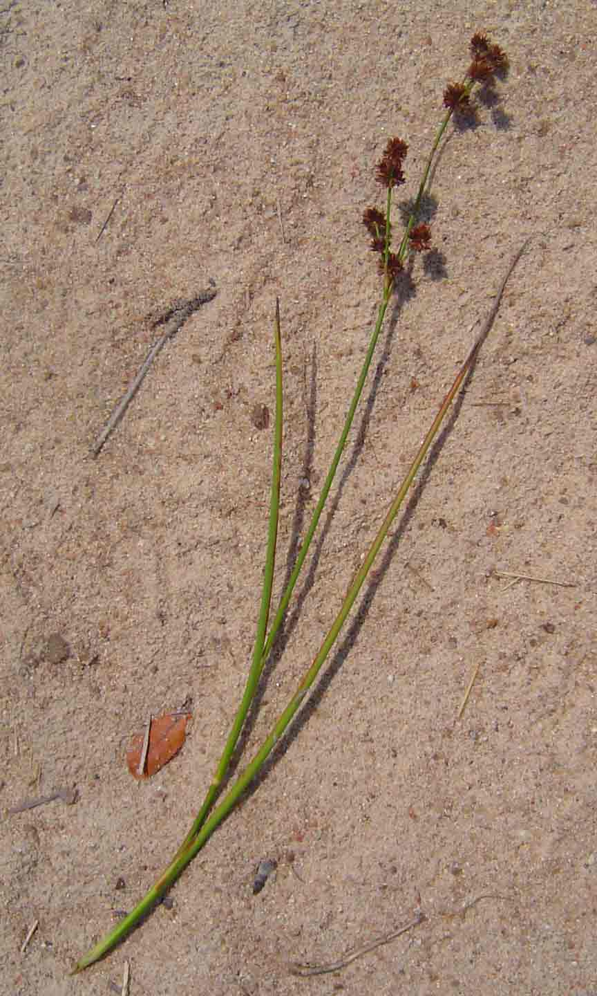 Juncus oxycarpus Juncus oxycarpus