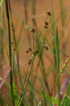 Juncus oxycarpus