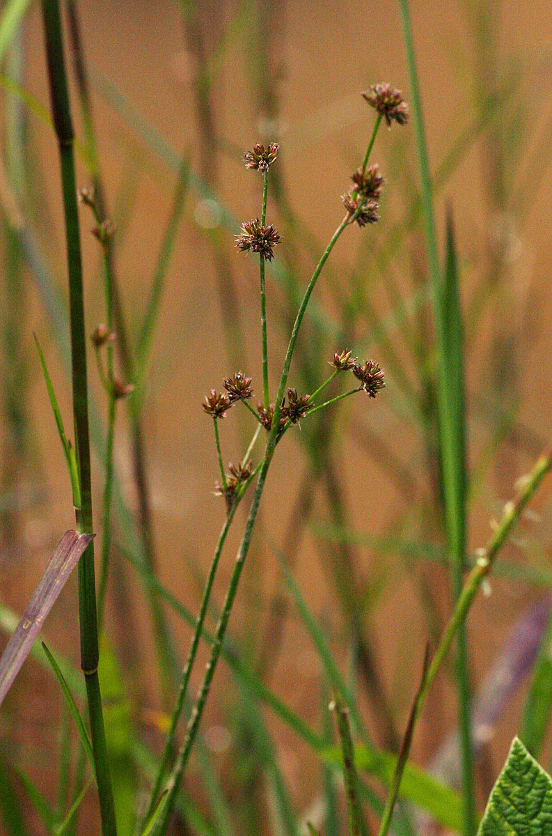 Juncus oxycarpus Juncus oxycarpus