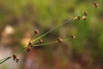 Juncus oxycarpus