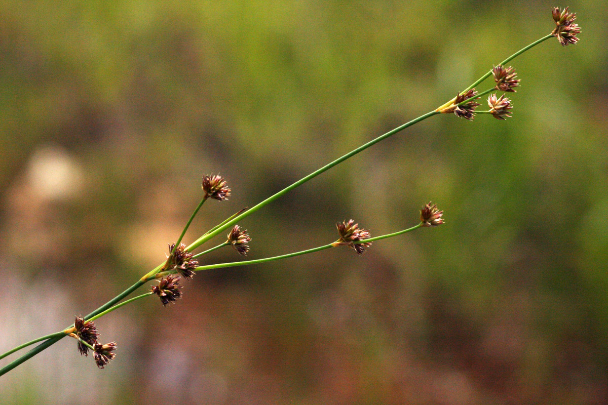 Juncus oxycarpus Juncus oxycarpus