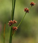 Juncus oxycarpus
