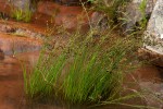 Juncus oxycarpus