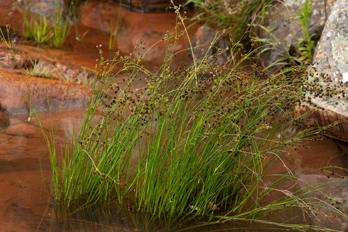 Juncus oxycarpus