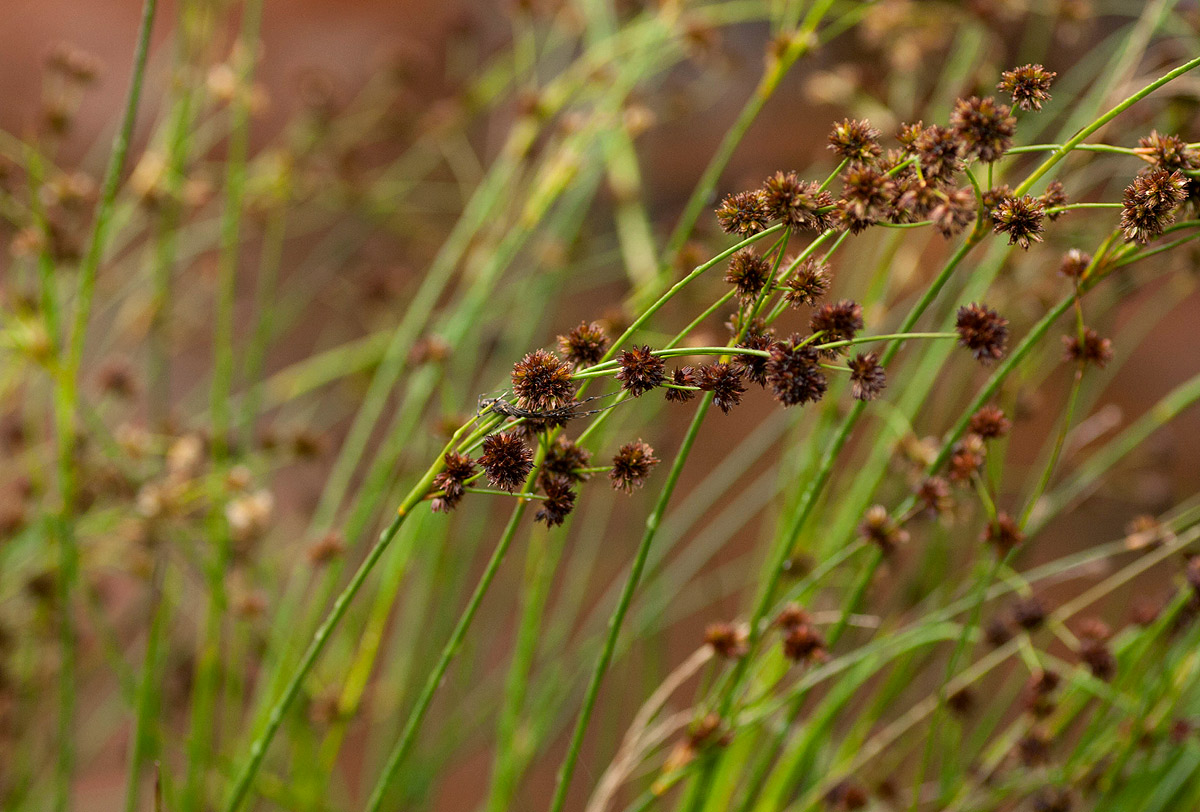 Juncus oxycarpus Juncus oxycarpus