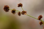 Juncus oxycarpus