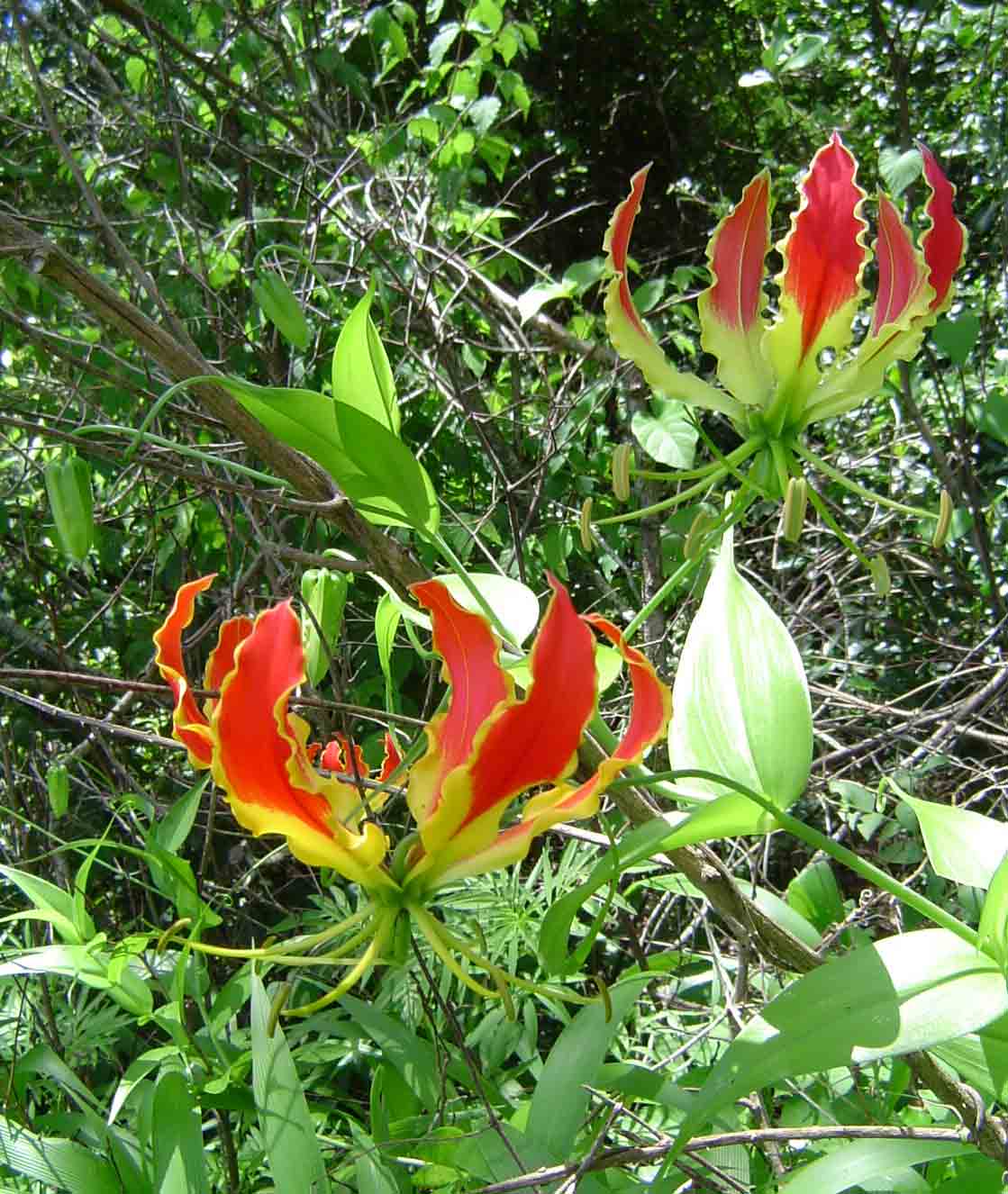 Gloriosa superba Gloriosa superba