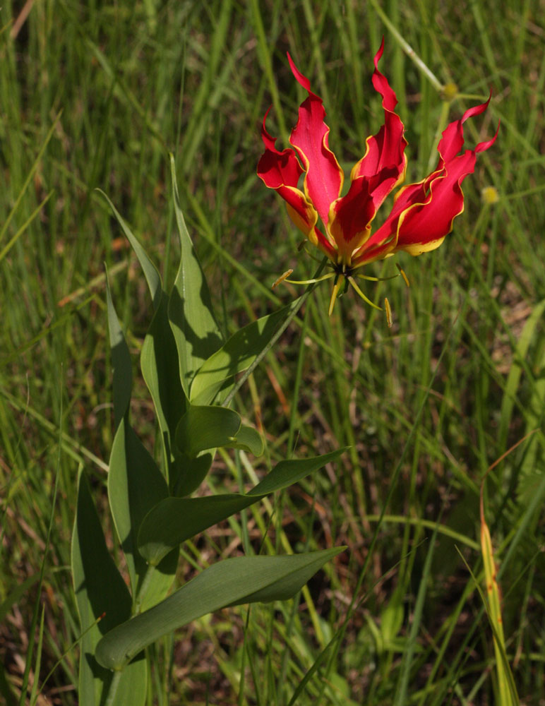 Gloriosa superba Gloriosa superba