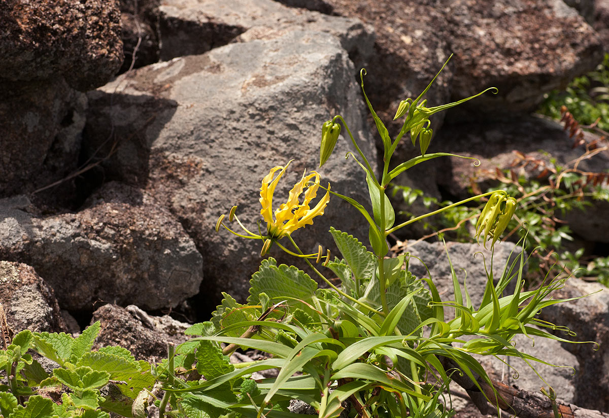 Gloriosa superba Gloriosa superba