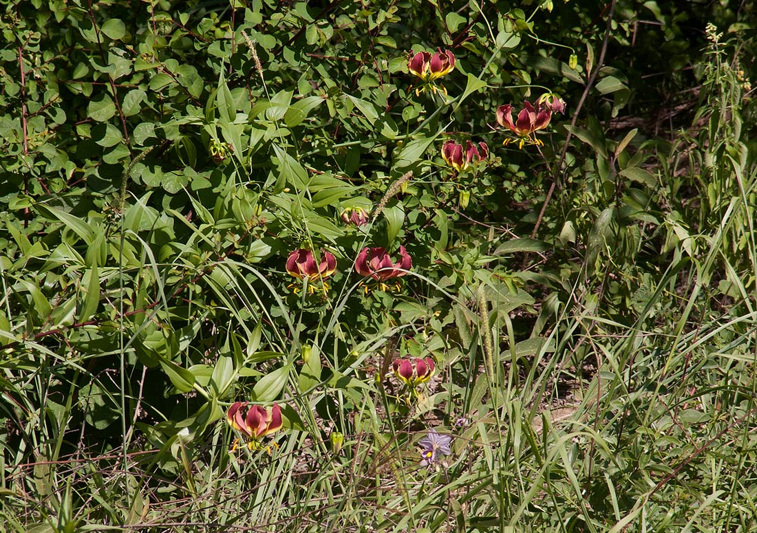 Gloriosa superba Gloriosa superba