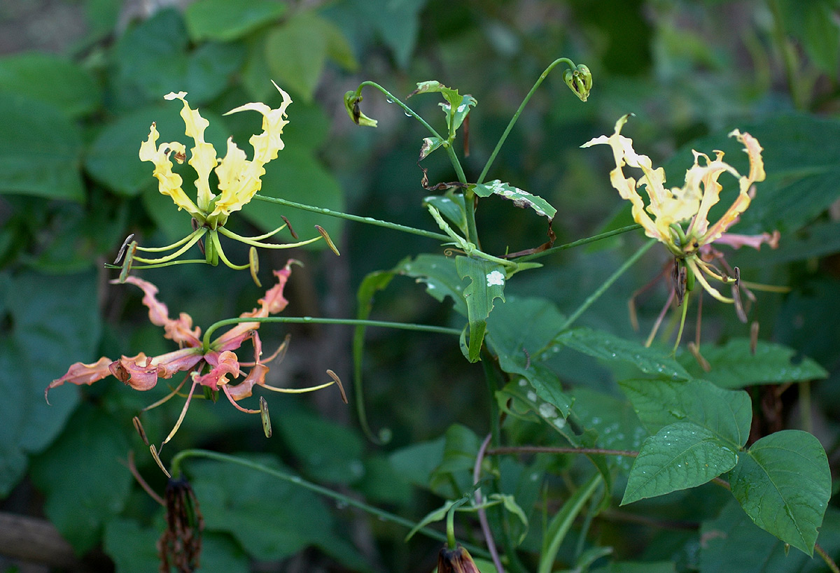 Gloriosa superba Gloriosa superba