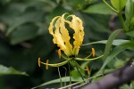 Gloriosa superba