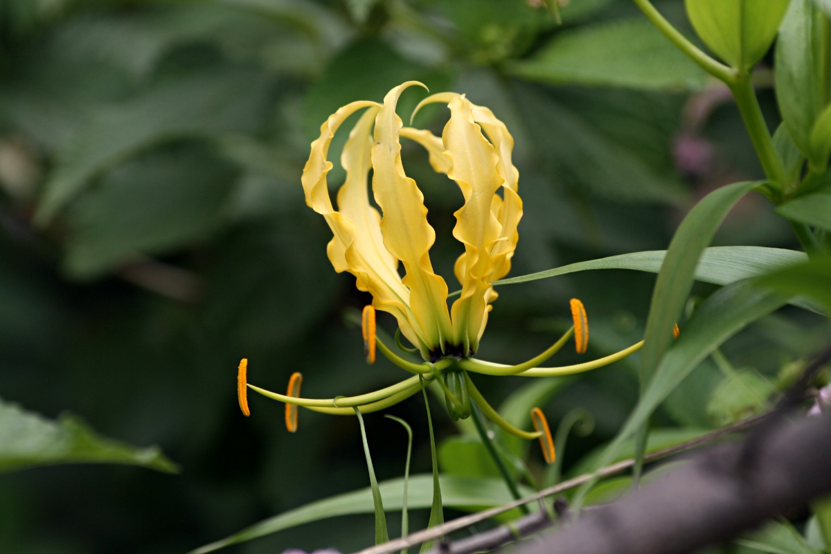 Gloriosa superba Gloriosa superba
