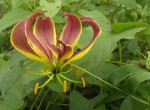 Gloriosa superba