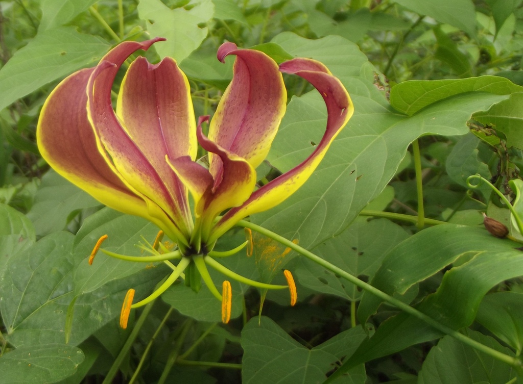 Gloriosa superba