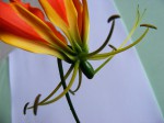 Gloriosa superba