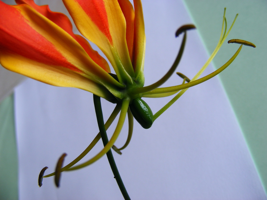 Gloriosa superba