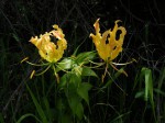 Gloriosa superba