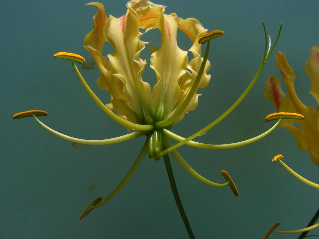 Gloriosa superba