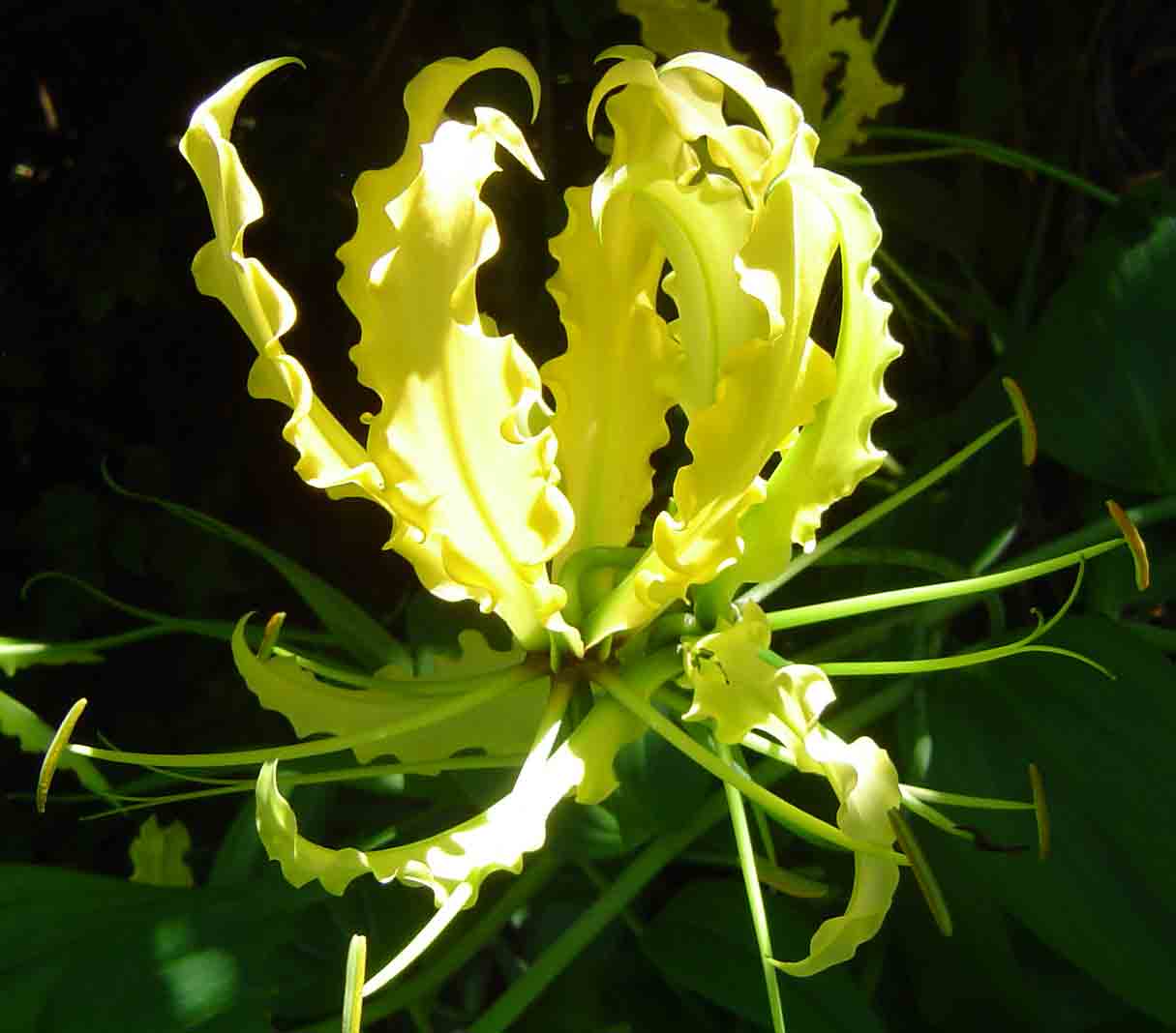 Gloriosa superba Gloriosa superba