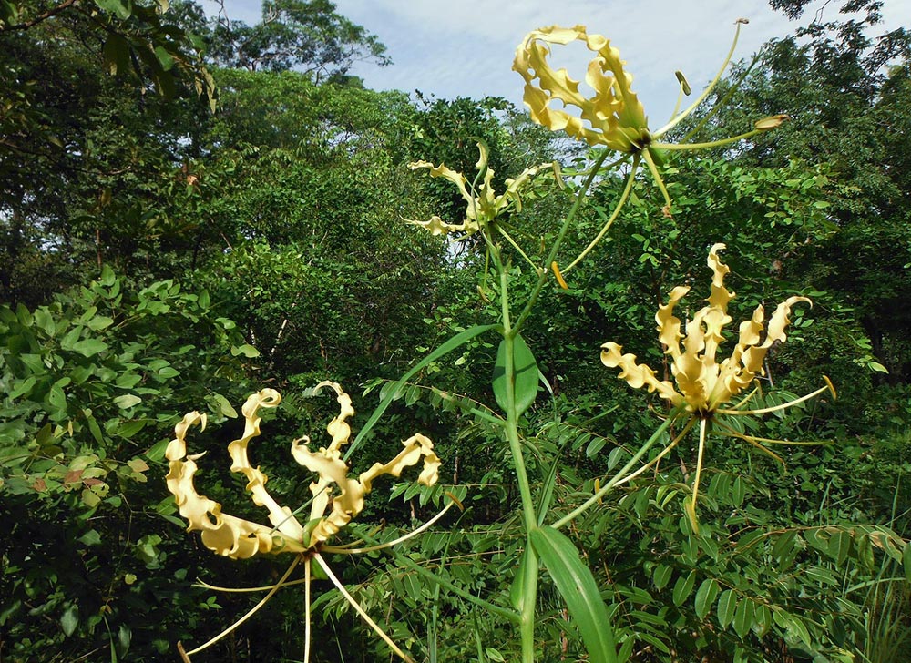 Gloriosa superba
