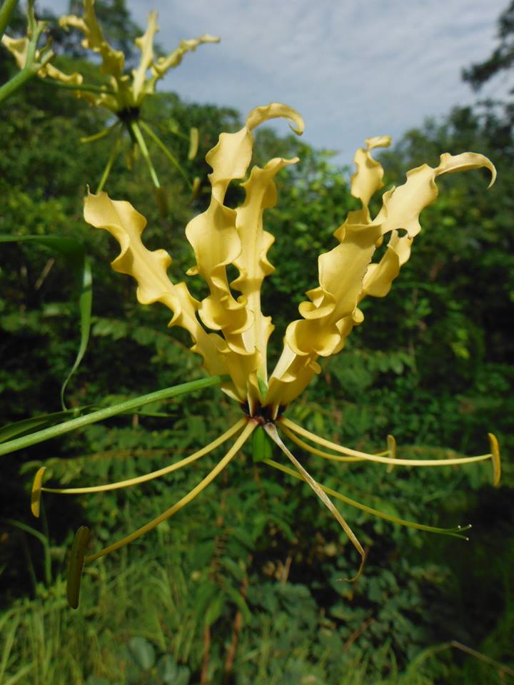 Gloriosa superba
