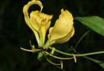 Gloriosa superba