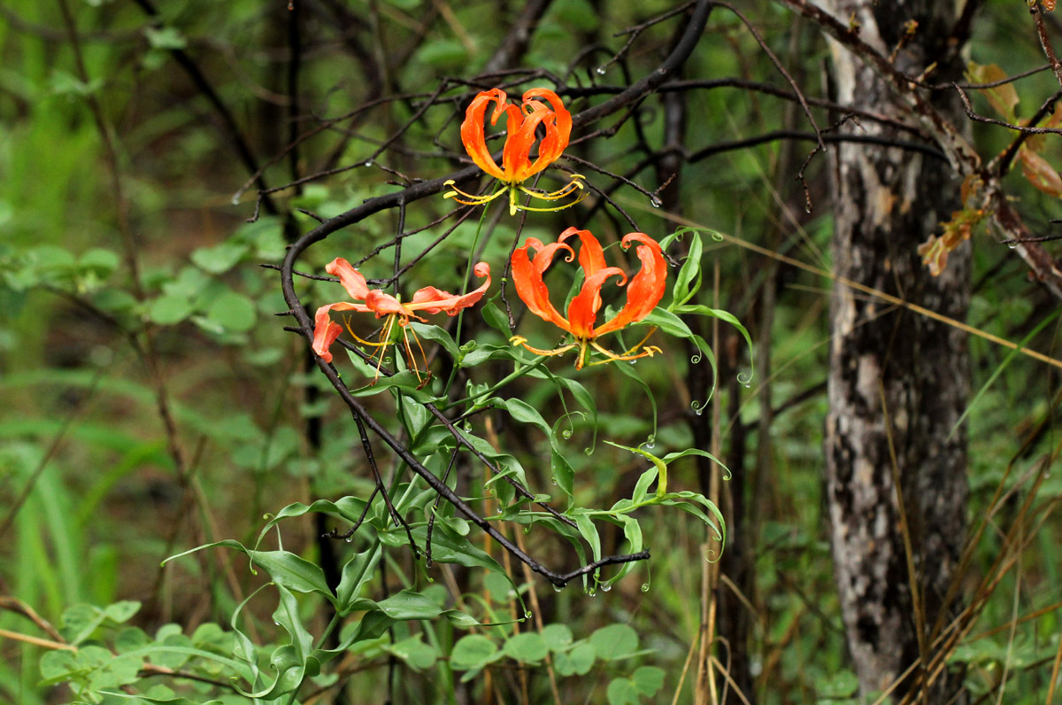 Gloriosa superba Gloriosa superba