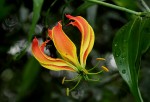 Gloriosa superba