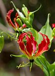 Gloriosa superba