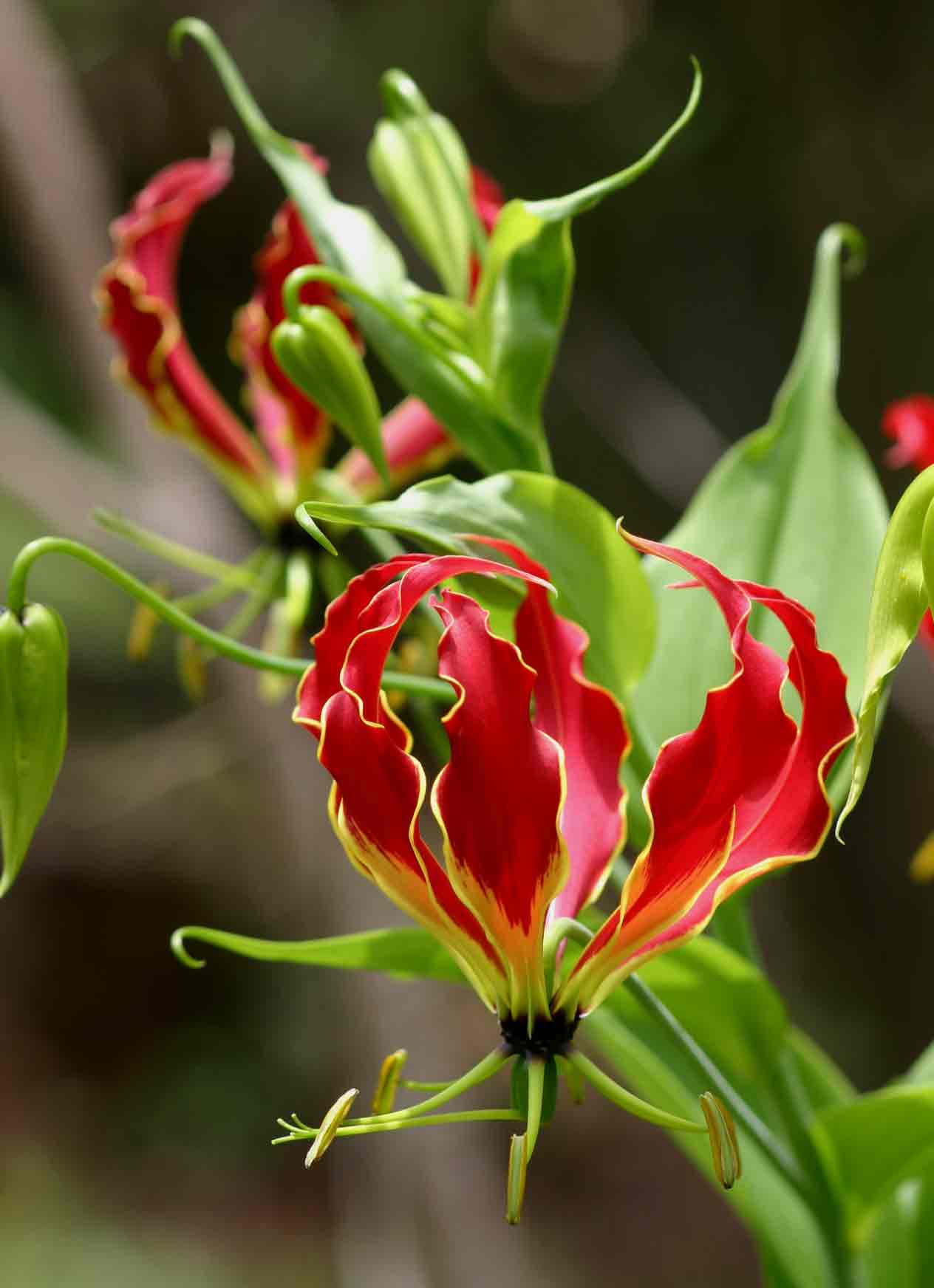 Gloriosa superba Gloriosa superba