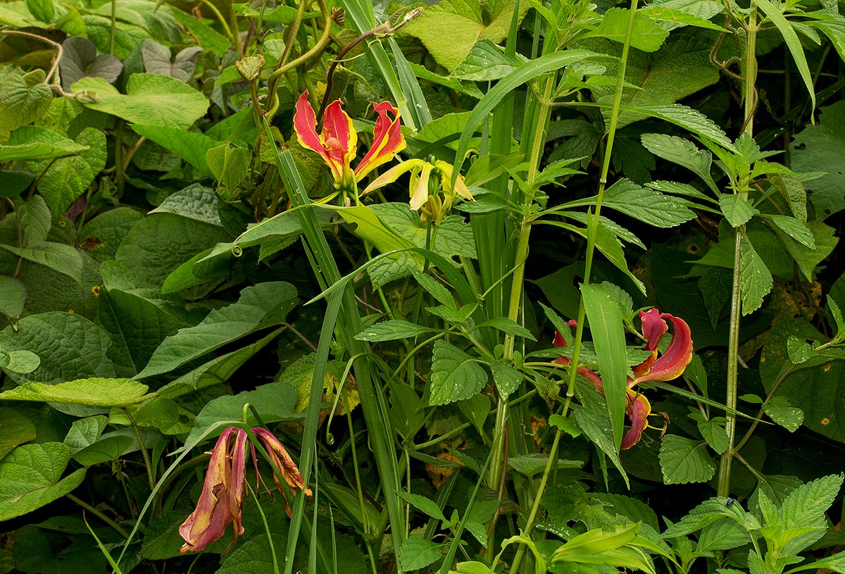 Gloriosa superba